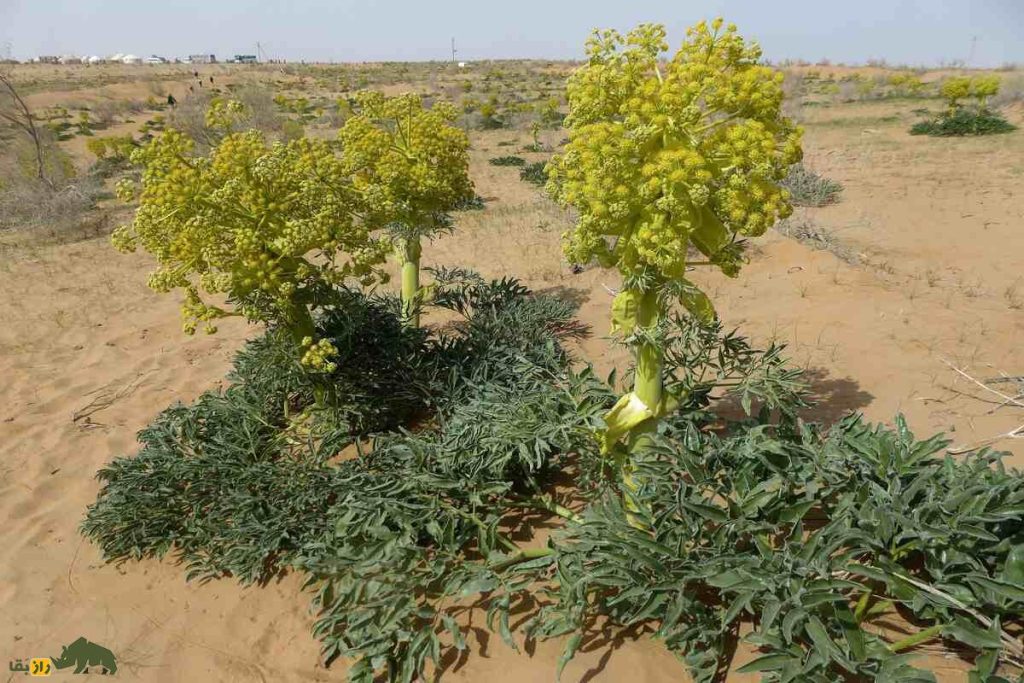 گیاه غیغو