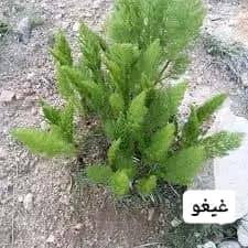 گیاه غیغیو