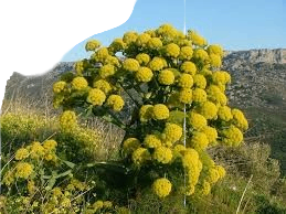 گیاه آنغوزه